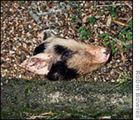 Pig's head in yard