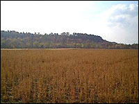 The field where Jamie's body was discoverd (David Lohr)