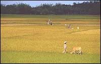 Fields in Quang Ngai area (CORBIS)
