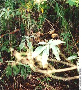 View of skulls at the scene.