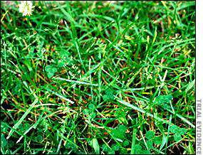 Kentucky bluegrass