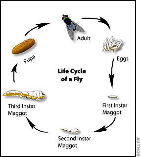 Life cycle of a fly.