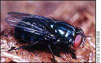 Blow Fly