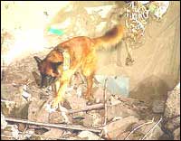 Police officer with his K-9 partner (Bill Tolhurst Enterprises)