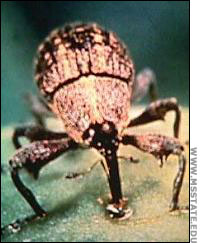 Boll Weevil