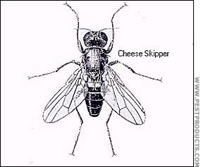 The Cheese Skipper fly, Piophila foveolata