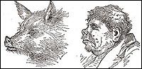 A 19th century image indicating a suspected resemblance between appearance and personality. From: New Physiognomy or Signs of Character (1871)