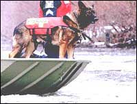 Cadaver dog searches water (AP)