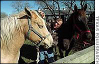 Tim Miller with horses